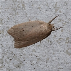Stictochila sarcoptera (Wingia group) at Freshwater Creek, VIC - 16 Apr 2020 by WendyEM