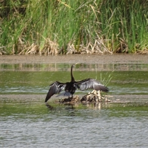 Unidentified Colonial nesters (Herons, Cormorants, etc) at Lake Argyle, WA by Mike