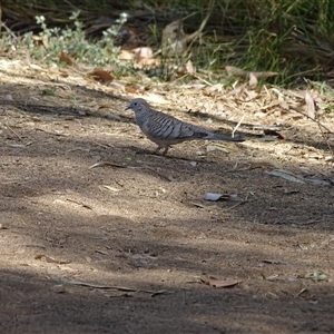 Geopelia placida at Ord River, WA - 15 Sep 2024