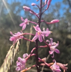 Dipodium roseum (Rosy Hyacinth Orchid) at Captains Flat, NSW - 12 Dec 2024 by clarehoneydove