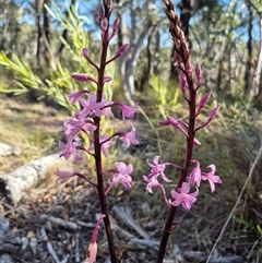 Dipodium roseum at Captains Flat, NSW - 12 Dec 2024