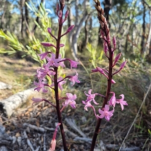 Dipodium roseum at Captains Flat, NSW - 12 Dec 2024