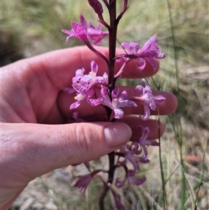 Dipodium roseum at Captains Flat, NSW - 12 Dec 2024