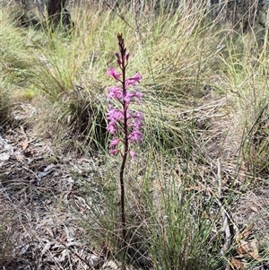 Dipodium roseum at Captains Flat, NSW - 12 Dec 2024