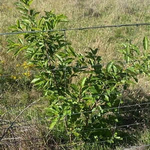 Prunus serotina at Palmerston, ACT - 12 Dec 2024 08:35 AM