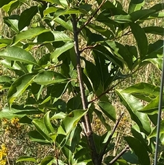 Prunus serotina at Palmerston, ACT - 12 Dec 2024 08:35 AM