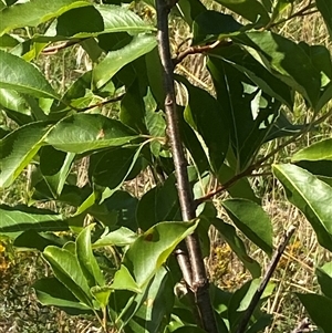 Prunus serotina at Palmerston, ACT - 12 Dec 2024 08:35 AM