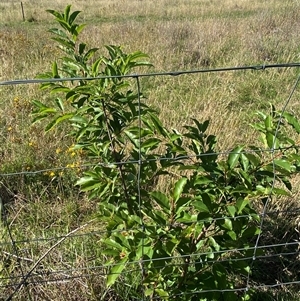 Prunus serotina at Palmerston, ACT - 12 Dec 2024 08:35 AM