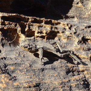 Rhinella marina at Purnululu, WA by Mike