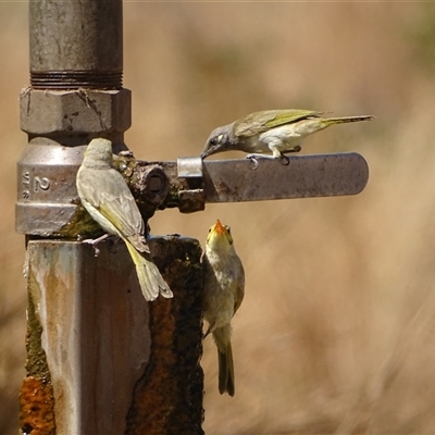 Ptilotula flavescens (Yellow-tinted Honeyeater) at Purnululu, WA - 14 Sep 2024 by Mike