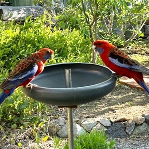 Platycercus elegans at Aranda, ACT - 12 Dec 2024