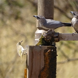 Artamus cinereus at Purnululu, WA - 14 Sep 2024 09:32 AM