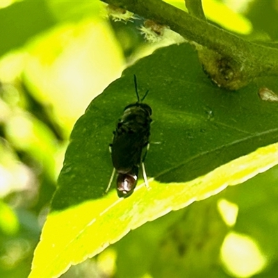 Unidentified Wasp (Hymenoptera, Apocrita) at Aranda, ACT - 12 Dec 2024 by KMcCue