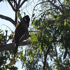 Centropus phasianinus (Pheasant Coucal) at Purnululu, WA - 14 Sep 2024 by Mike