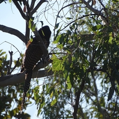 Centropus phasianinus (Pheasant Coucal) at Purnululu, WA - 14 Sep 2024 by Mike