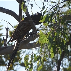 Centropus phasianinus at Purnululu, WA - 14 Sep 2024