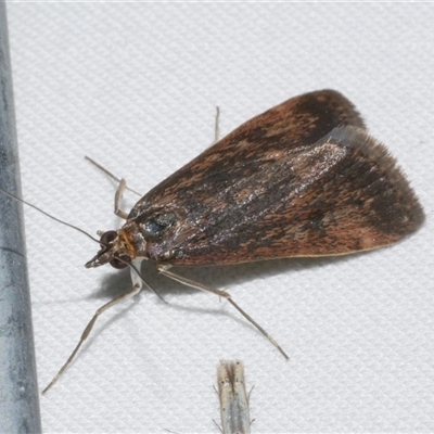 Achyra affinitalis (Cotton Web Spinner) at Freshwater Creek, VIC - 15 Apr 2020 by WendyEM