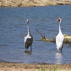 Grus rubicunda at Wunaamin Miliwundi Ranges, WA - 12 Sep 2024 by Mike