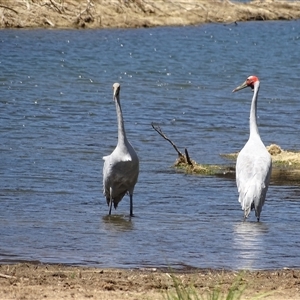 Grus rubicunda at Wunaamin Miliwundi Ranges, WA - 12 Sep 2024