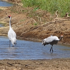 Grus rubicunda at Wunaamin Miliwundi Ranges, WA - 12 Sep 2024