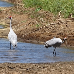 Grus rubicunda at Wunaamin Miliwundi Ranges, WA - 12 Sep 2024