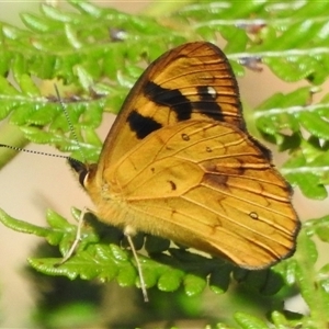 Heteronympha solandri at Cotter River, ACT - 12 Dec 2024 02:45 PM