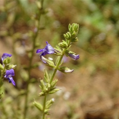 Unidentified Other Wildflower or Herb at Wunaamin Miliwundi Ranges, WA - 12 Sep 2024 by Mike