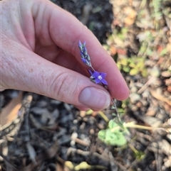 Veronica perfoliata at Captains Flat, NSW - 12 Dec 2024 05:35 PM