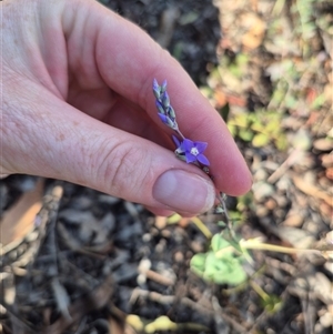 Veronica perfoliata at Captains Flat, NSW - 12 Dec 2024 05:35 PM