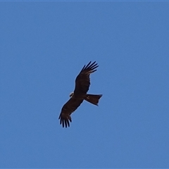 Milvus migrans (Black Kite) at Wunaamin Miliwundi Ranges, WA - 12 Sep 2024 by Mike