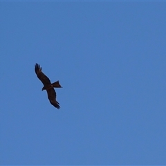 Milvus migrans at Wunaamin Miliwundi Ranges, WA - 12 Sep 2024 11:59 AM