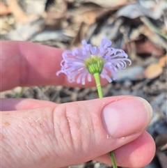 Brachyscome spathulata (Coarse Daisy, Spoon-leaved Daisy) at Captains Flat, NSW - 12 Dec 2024 by clarehoneydove