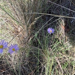 Brachyscome spathulata (Coarse Daisy, Spoon-leaved Daisy) at Captains Flat, NSW - 12 Dec 2024 by clarehoneydove