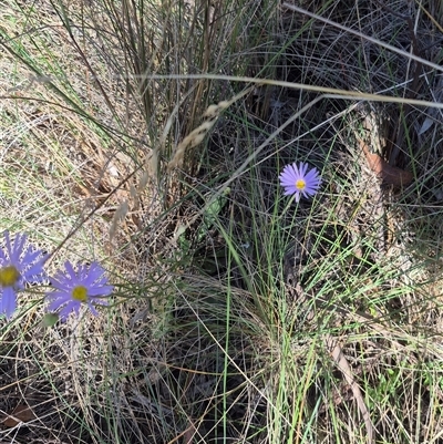 Brachyscome spathulata (Coarse Daisy, Spoon-leaved Daisy) at Captains Flat, NSW - 12 Dec 2024 by clarehoneydove