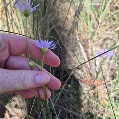 Brachyscome spathulata at Captains Flat, NSW - 12 Dec 2024