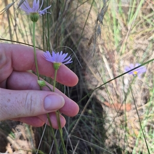 Brachyscome spathulata at Captains Flat, NSW - 12 Dec 2024