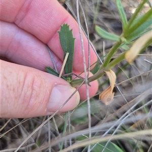 Brachyscome spathulata at Captains Flat, NSW - 12 Dec 2024