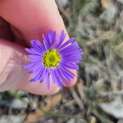 Brachyscome spathulata (Coarse Daisy, Spoon-leaved Daisy) at Captains Flat, NSW - 12 Dec 2024 by clarehoneydove