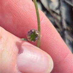 Brachyscome spathulata at Captains Flat, NSW - 12 Dec 2024