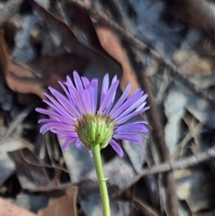 Brachyscome spathulata at Captains Flat, NSW - 12 Dec 2024