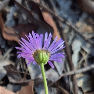 Brachyscome spathulata at Captains Flat, NSW - 12 Dec 2024