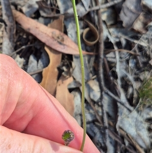 Brachyscome spathulata at Captains Flat, NSW - 12 Dec 2024