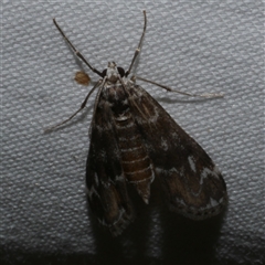 Hygraula nitens (Pond Moth) at Freshwater Creek, VIC - 15 Apr 2020 by WendyEM