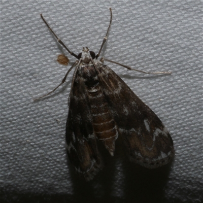 Hygraula nitens (Pond Moth) at Freshwater Creek, VIC - 15 Apr 2020 by WendyEM