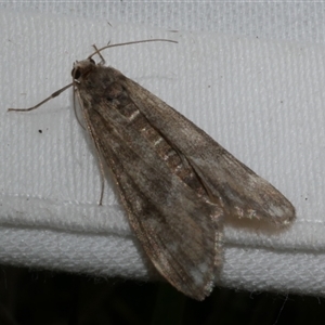 Hygraula nitens at Freshwater Creek, VIC - 15 Apr 2020