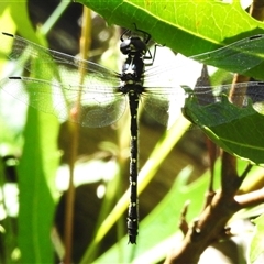 Eusynthemis guttata (Southern Tigertail) at Cotter River, ACT - 12 Dec 2024 by JohnBundock