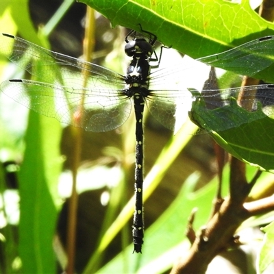 Eusynthemis guttata (Southern Tigertail) at Cotter River, ACT - 12 Dec 2024 by JohnBundock