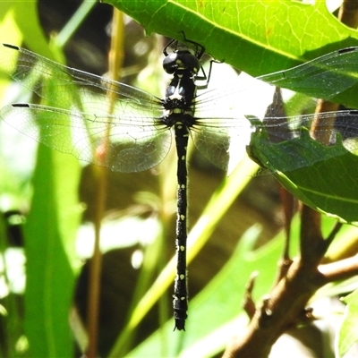 Eusynthemis sp. (genus) at Cotter River, ACT - 12 Dec 2024 by JohnBundock