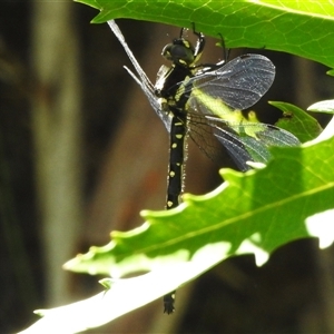 Eusynthemis guttata at Cotter River, ACT - 12 Dec 2024 01:56 PM