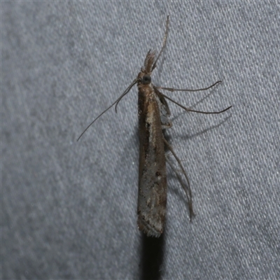 Hednota pedionoma (Pasture Webworm) at Freshwater Creek, VIC - 15 Apr 2020 by WendyEM